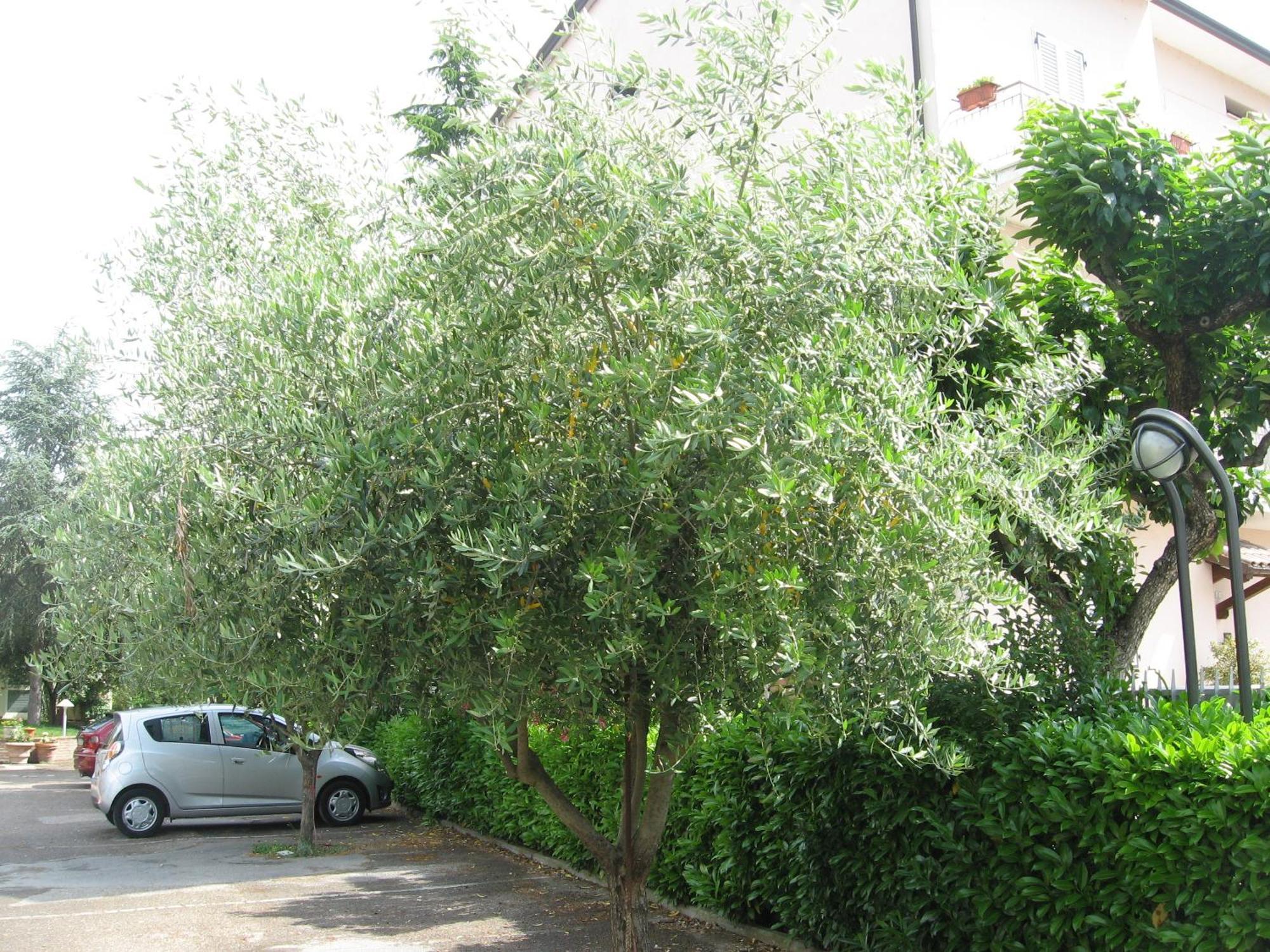 Campiglione Hotel Assisi Exterior foto